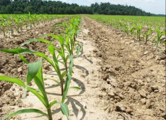 Riesgos agropecuarios, el ramo de patrimoniales que más creció en un año