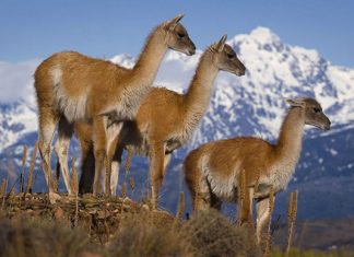 Patagonia: perspectivas de los productores asesores de seguros