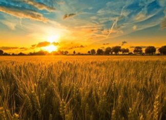 Seguro agrícola: Córdoba concentró el 37,3% de las primas emitidas