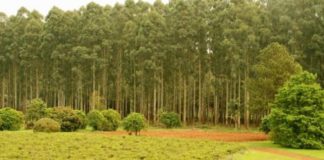 Lanzan sitio web del Seguro Verde