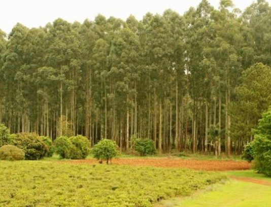 Lanzan sitio web del Seguro Verde