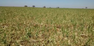 El seguro de granizo, aliado del productor ante los vaivenes del clima