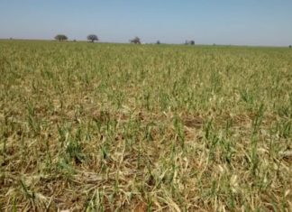 El seguro de granizo, aliado del productor ante los vaivenes del clima