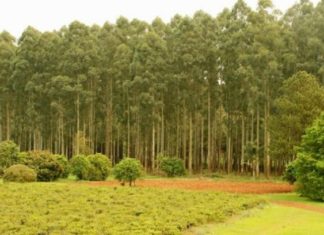 El Seguro Verde, por diez años más