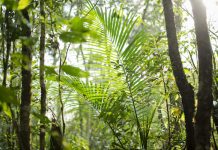 Allianz Argentina presenta “Con el corazón en la Tierra” allianz iniciativa medioambiental corazon tierra