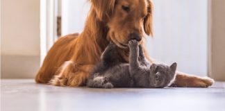 Blister Pack presenta su nueva “Asistencia Mascotas” blister pack asistencia mascotas