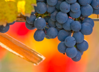 InSur, presente en el Agasajo de Bodegas de Argentina insur agasajo bodegas argentina
