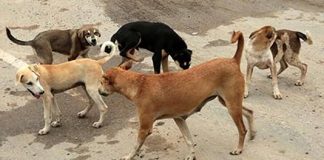Accidente in itinere: ART deberá indemnizar por ataque de perros accidente in itinere art indemnización ataque perros