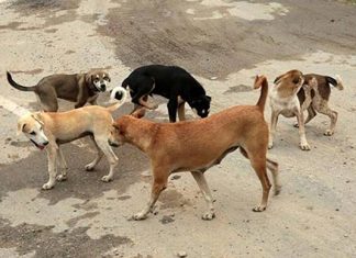 Accidente in itinere: ART deberá indemnizar por ataque de perros accidente in itinere art indemnización ataque perros