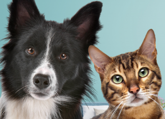 Zurich añade beneficios a la cobertura adicional de mascotas en sus seguros de hogar zurich-mascotas-seguros-hogar