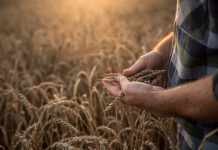 Seguros SURA y AgroPro: alianza para brindar mejores soluciones a los productores seguros sura agropro alianza soluciones productores