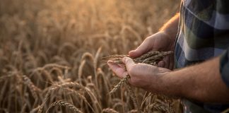 Seguros SURA y AgroPro: alianza para brindar mejores soluciones a los productores seguros sura agropro alianza soluciones productores