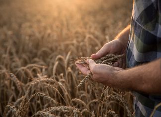 Seguros SURA y AgroPro: alianza para brindar mejores soluciones a los productores seguros sura agropro alianza soluciones productores