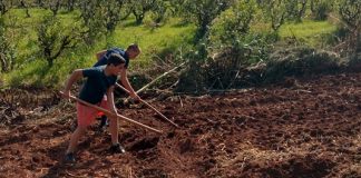 Allianz apadrina el proyecto “De la huerta a la cocina” de APAER allianz proyecto huerta cocina apaer
