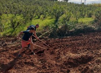 Allianz apadrina el proyecto “De la huerta a la cocina” de APAER allianz proyecto huerta cocina apaer