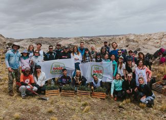 Alianza de Grupo San Cristóbal para plantar árboles nativos en las Sierras de Córdoba grupo san cristóbal alianza arboles nativos sierras córdoba