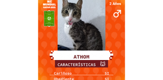 Iké: el furor por el Mundial de Qatar también llegó a las mascotas iké mundial qatar mascotas