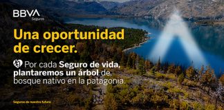 Patagonia: BBVA Seguros se une a ReforestARG en la misión de salvar bosques nativos bbva seguros reforestarg misión bosques nativos patagonia