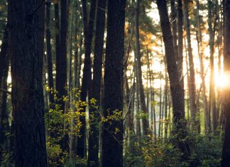 Día Mundial del Medio Ambiente: Seguros SURA y su compromiso sustentable dia-mundial-medio-ambiente-seguros-sura