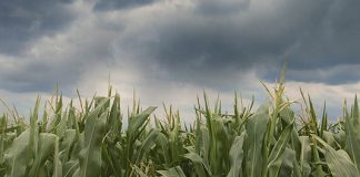 La Segunda Seguros: la campaña gruesa inicia con mejores expectativas climáticas la segunda seguros campaña gruesa expectativas climáticas