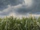 La Segunda Seguros: la campaña gruesa inicia con mejores expectativas climáticas la segunda seguros campaña gruesa expectativas climáticas