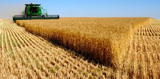 Riesgos agropecuarios y forestales: el ranking de producción de las aseguradoras a marzo de 2024 riesgos agropecuarios forestales ranking producción aseguradoras marzo 2024