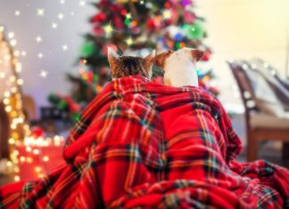 Cómo preservar la salud de las mascotas durante los festejos de fin de año iké salud mascotas festejos fin año