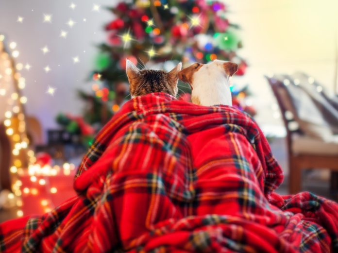 iké salud mascotas festejos fin año