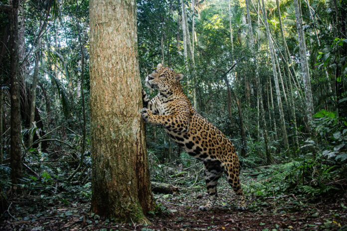 primera-cobertura-yaguarete-mundo primera-cobertura-yaguarete-mundo