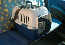 Tribunal dictaminó que las mascotas extraviadas valen lo mismo que una valija luchemos-vida-mascotas