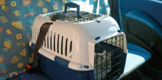 Tribunal dictaminó que las mascotas extraviadas valen lo mismo que una valija luchemos-vida-mascotas
