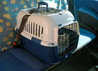 Tribunal dictaminó que las mascotas extraviadas valen lo mismo que una valija luchemos-vida-mascotas
