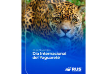 Seguro de protección del yaguareté: una herramienta inédita para frenar su extinción rus seguro protección yaguareté