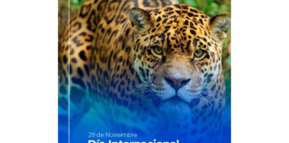 Seguro de protección del yaguareté: una herramienta inédita para frenar su extinción rus seguro protección yaguareté