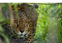 El seguro del yaguareté se amplía para más productores de Misiones seguro yaguareté productores misiones