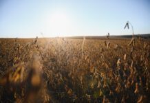 La Segunda Seguros impulsa un seguro agrícola inédito en Córdoba la segunda seguros cordoba agricola