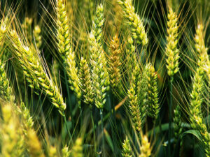 jurisdicción riesgos agropecuarios forestales 2025