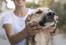 29 de abril, Día del animal: el cuidado no es un día, es todos los días 29 de abril dia animal rio uruguay rus