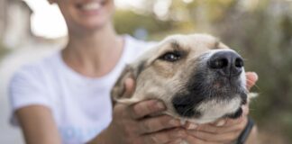 29 de abril, Día del animal: el cuidado no es un día, es todos los días 29 de abril dia animal rio uruguay rus