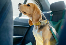 Viajar seguros con mascotas: una guía para evitar accidentes y multas en la ruta mascotas-viajar-seguros-guia-la-segunda