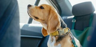 Viajar seguros con mascotas: una guía para evitar accidentes y multas en la ruta mascotas-viajar-seguros-guia-la-segunda