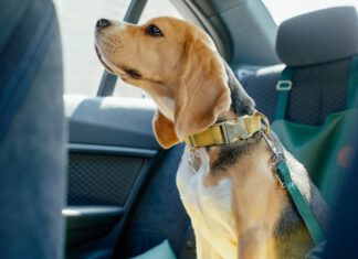 Viajar seguros con mascotas: una guía para evitar accidentes y multas en la ruta mascotas-viajar-seguros-guia-la-segunda