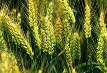 Encuesta de Seguros en los Sectores Agropecuario y Forestal, correspondiente al ejercicio 2024-2025 encuesta seguros agropecuario forestal 2025
