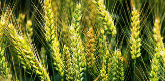 Nuevo régimen para los seguros paramétricos: la SSN y Agricultura avanzan en la modernización del seguro agropecuario seguros paramétricos ssn agricultura