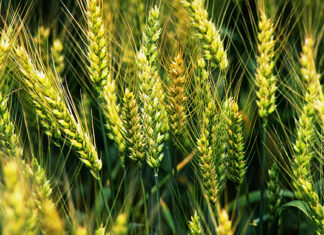 Nuevo régimen para los seguros paramétricos: la SSN y Agricultura avanzan en la modernización del seguro agropecuario seguros paramétricos ssn agricultura