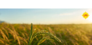 Los riesgos de la siembra: por qué el seguro agrícola es una inversión estratégica riesgos siembra seguro agrícola