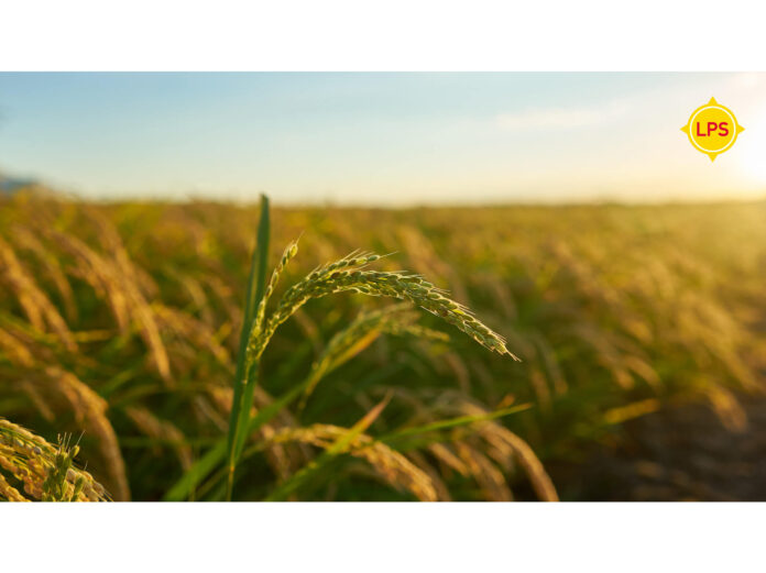riesgos siembra seguro agrícola riesgos siembra seguro agrícola