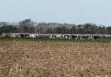 El campo inicia la campaña gruesa con el seguro agrícola como una herramienta clave seguro agricola experta perez