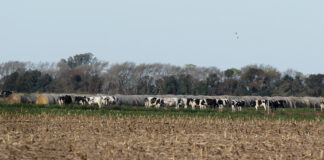 El campo inicia la campaña gruesa con el seguro agrícola como una herramienta clave seguro agricola experta perez